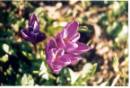 www.COMUNICARECOME.it - Sezione BENESSERE NATURALE