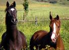 Immagine - Rif.: "il POTERE dell'AMORE" - 3 Meditazioni Guidate da Roy Martina (CD Audio) - �L�Energia dell�Amore come Via per la Guarigione, il Successo, la Vitalit� e la Spiritualit� - Autore: Roy Martina