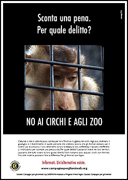 Immagine - Rif.:  www.campagneperglianimali.org  -  CAMPAGNE PER GLI ANIMALI