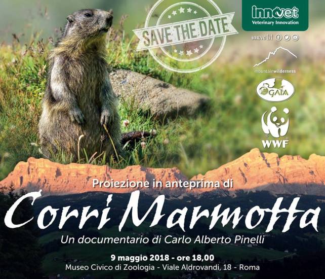 Locandina della presentazione del documentario “CORRI MARMOTTA” (I) // «FERMIAMO LA STRAGE DI MARMOTTE!» e Presentazione al MUSEO DI ZOOLOGIA di Roma del DOCUMENTARIO “CORRI MARMOTTA”. Un documentario di Carlo Alberto Pinelli - Iniziativa di Gaia Animali & Ambiente, assieme a Mountain Wilderness Italia e WWF Italia - Con il sostegno di Innovet, azienda di innovazione veterinaria per la salute di cani e gatti che ha prodotto il documentario. // Trailer del documentario: https://www.facebook.com/corrimarmotta/videos/210553373046733/ - Pagina dedicata: https://www.facebook.com/corrimarmotta/ == Riferimenti utili: Gaia Animali & Ambiente Onlus – Milano - www.gaiaitalia.it – gaiaanimaliambiente@gmail.com