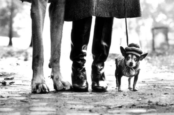 Immagine - Rif. Lucca Digital Photo Fest, Terza edizione, 2007 --> Elliot Erwitt - Cani - Central Park New York 1974 - Elliott Erwitt/Magnum Photos/Contrasto