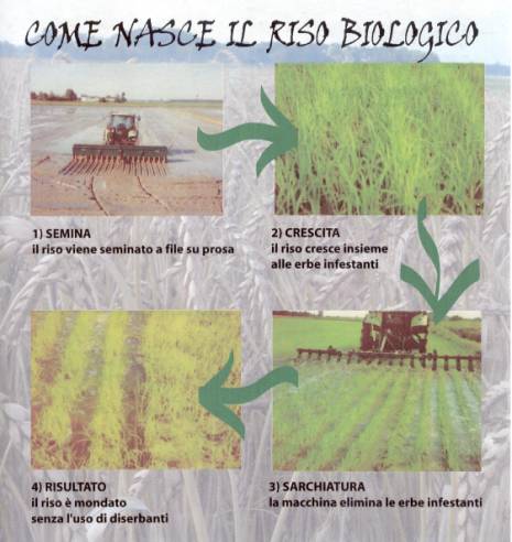 TERRE DI LOMELLINA, Come nasce il riso biologico (da locandina) - Presentazione su www.COMUNICARECOME.it, sezione "MISSION E VALORI D'IMPRESA".