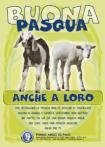 Immagine - Rif. Fondo Amici di Paco (www.amicidipaco.it) - CAMPAGNA PASQUA 2010, �BUONA PASQUA ANCHE A LORO�  //  Messaggio/testo: "Per festeggiare la Pasqua non c'� bisogno di sacrificare milioni di agnelli e capretti, quest'anno non metterli nel piatto! Fai che sia una Buona Pasqua anche per loro. Sar� una Pasqua migliore anche per te." - FONDO AMICI DI PACO, Associazione Nazionale per la Tutela degli animali - O.N.L.U.S. / Tel. 030 9903142 - www.amicidipaco.it paco@amicidipaco.it
