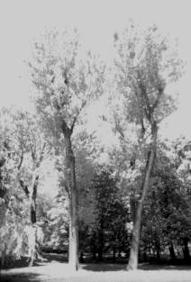 Immagine - Rif. Erminia De Luca. Cantici - Mostra promossa dallAssessorato alle Politiche Culturali e Spettacolo - Centro Nazionale di Fotografia - Padova, Galleria Sottopasso della Stua / 25 ottobre 2007 - 8 Dicembre 2007