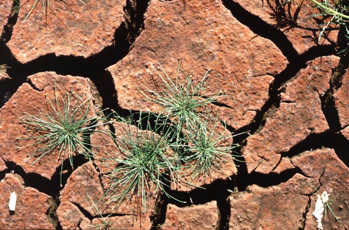 Immagine > Source: EC - Audiovisual Service [ID: P-006395/00-6 - Tag: Environmental protection, Climate change, Drought]