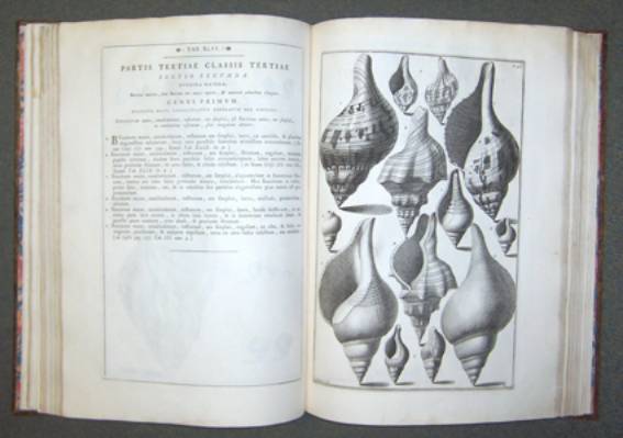 Immagine - Rif.: mostra internazionale "Libri antichi e di pregio a Milano" / Gualtieri Niccolò - Index Testarum Conchyliorum